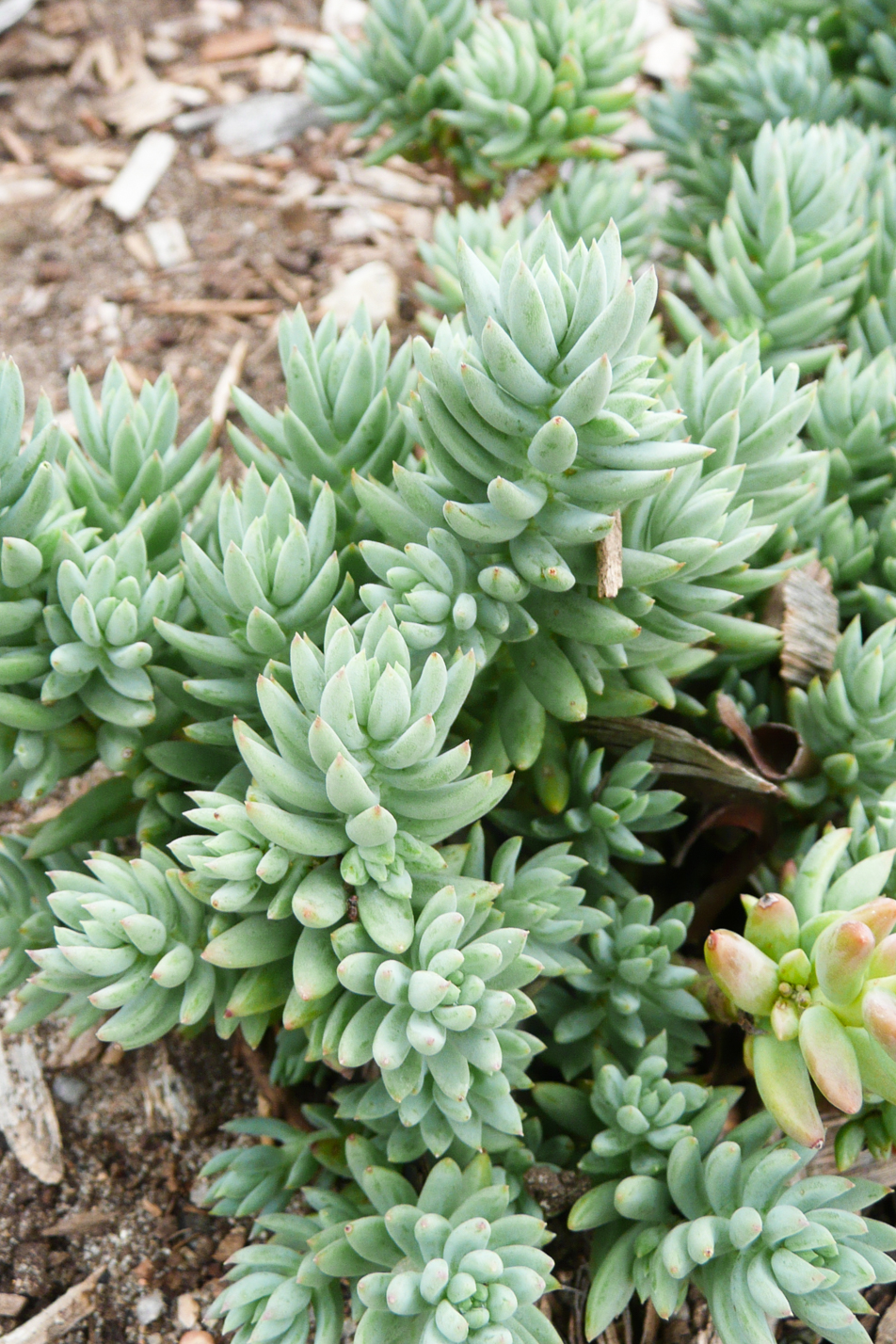 Turquoise Tails Blue Sedum
